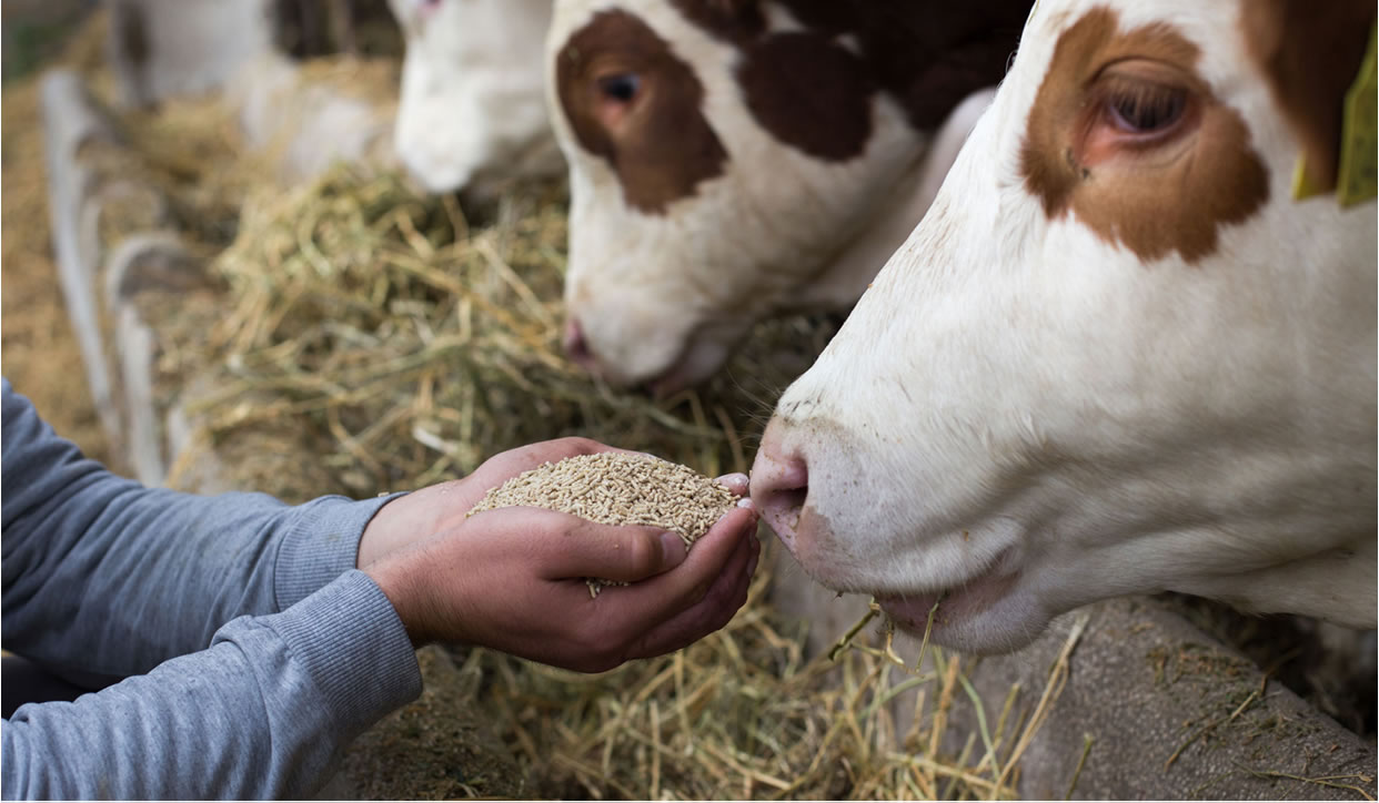 Animal feed supplies
